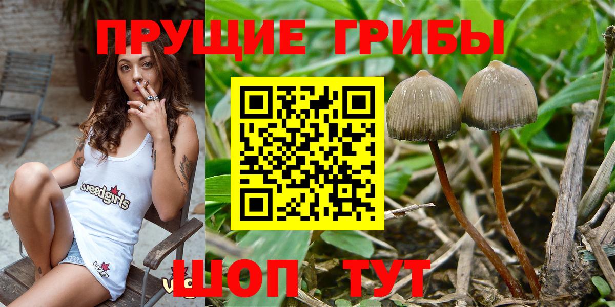 Богородицк  Псилоцибиновые грибы Magic Shrooms  Вход с VPN 